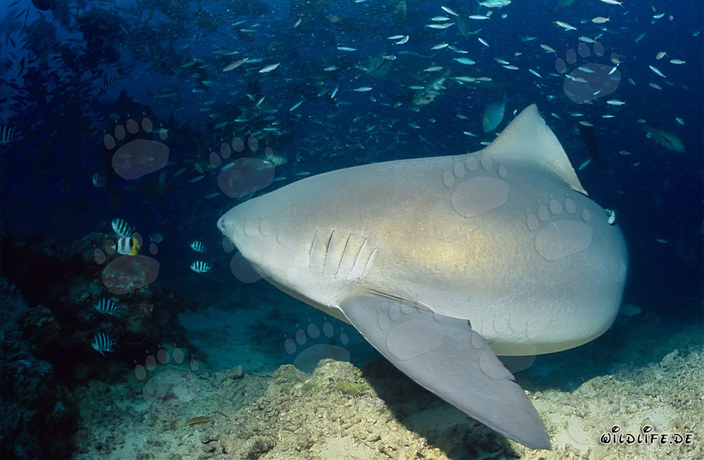 Fascinating Bull Shark in Beqa Lagoon