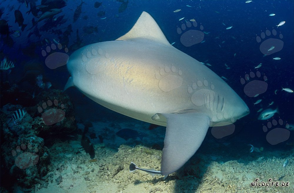 Requin taureau - Majestueux habitant des mers à la recherche de proies