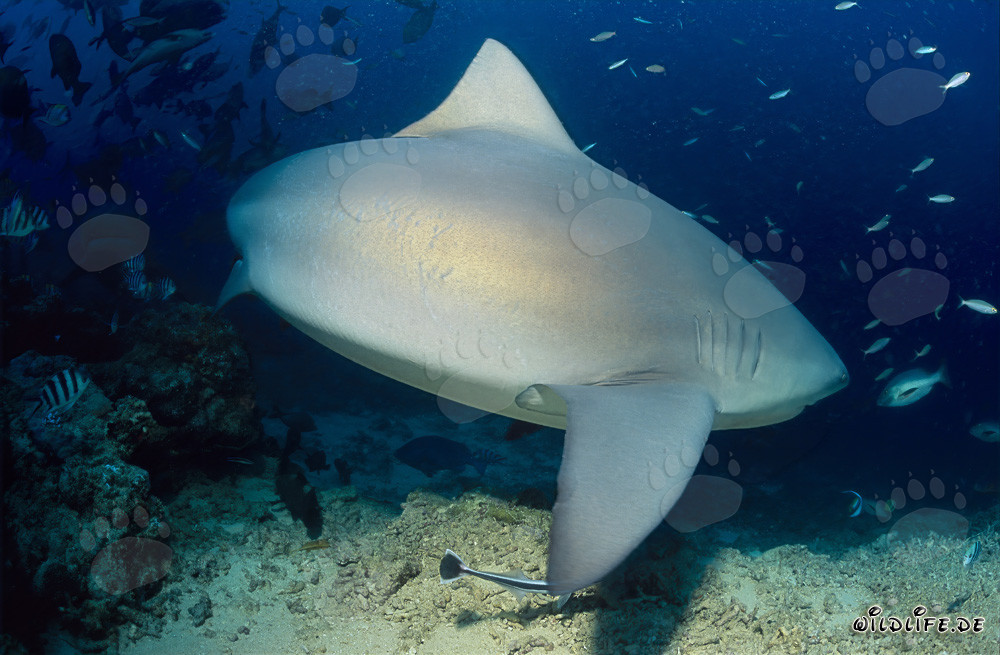 Squalo toro - Maestoso abitante marino alla ricerca di prede