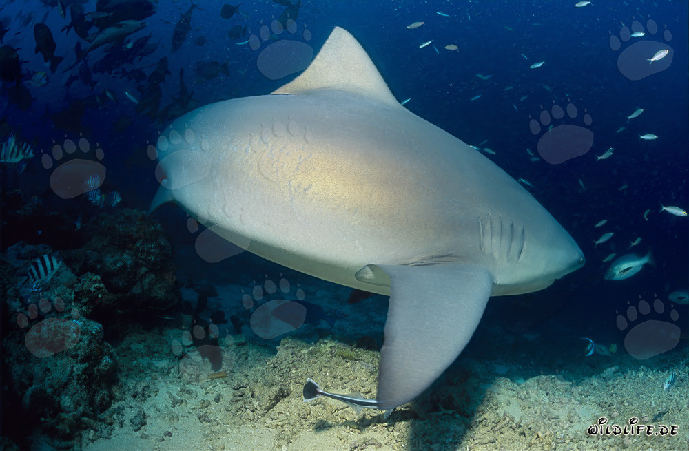 Tiburón toro - Majestuoso habitante marino en busca de presas