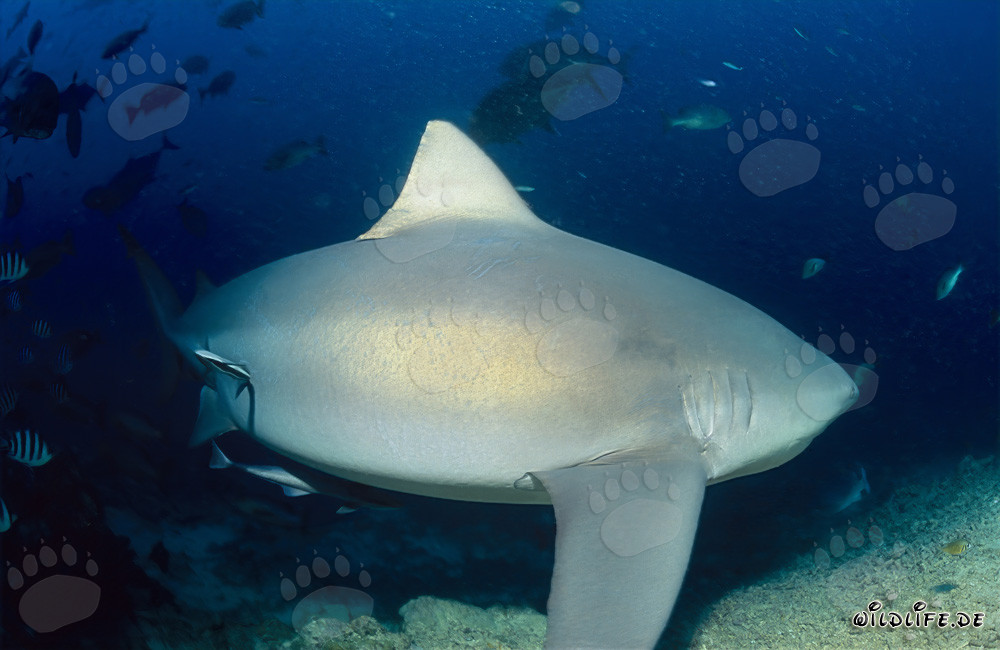 Maestoso squalo toro si allontana