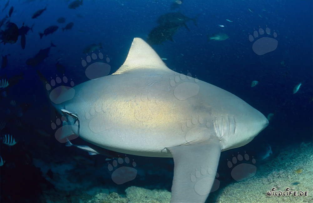 Majestic bull shark turns away