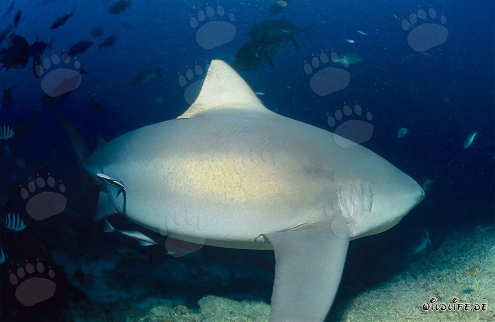 Requin-bouledogue majestueux s'éloigne