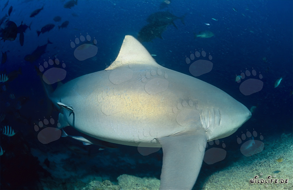 Tiburón toro majestuoso se aleja