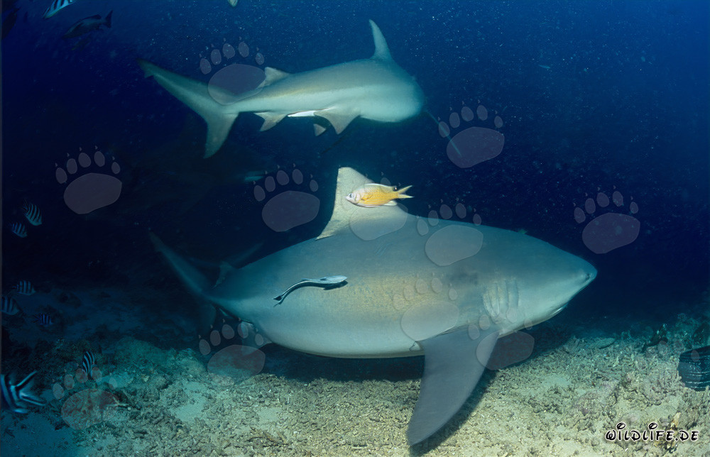 Fascinating Encounter: Two Majestic Bull Sharks on the Reef Edge in Fiji