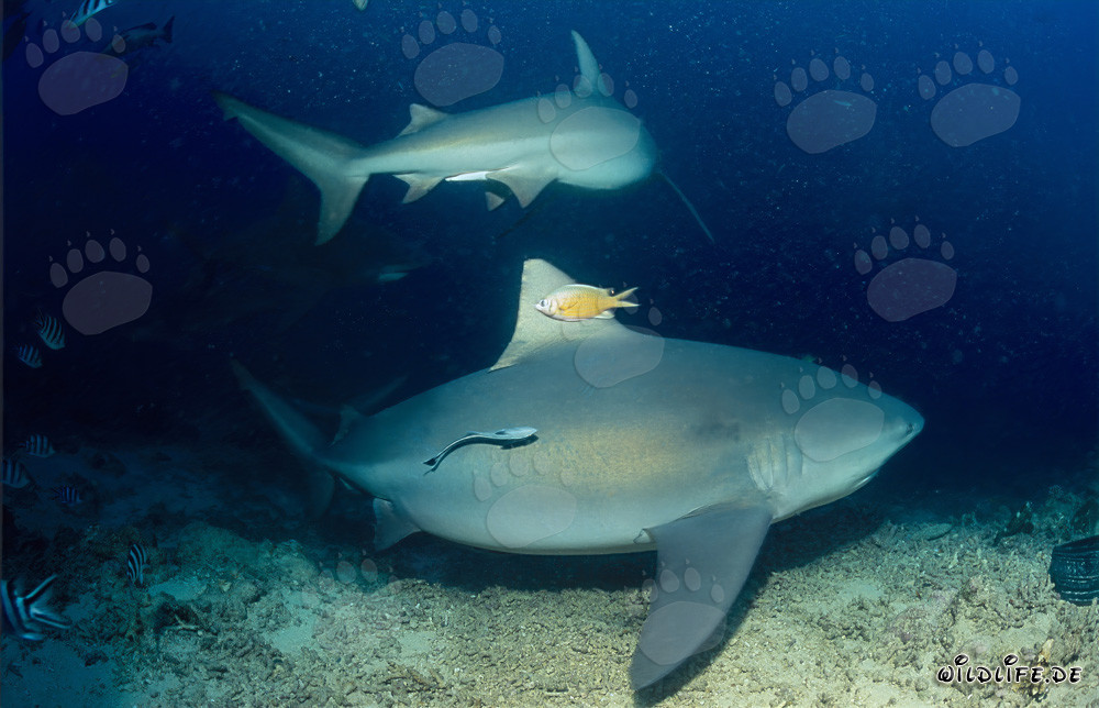 Rencontre fascinante : Deux impressionnants requins taureaux au bord du récif aux Fidji