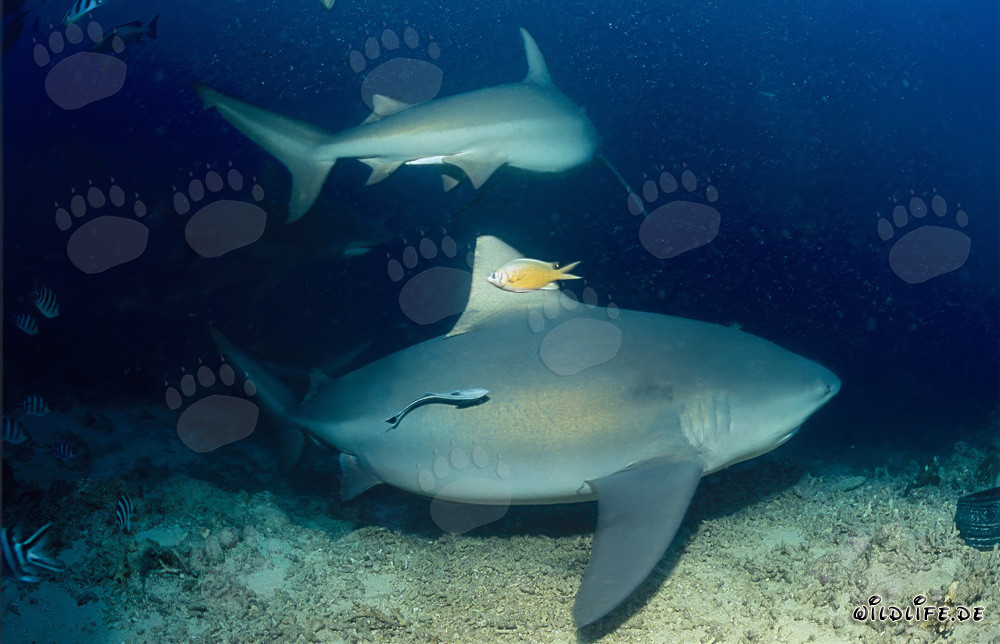 Incontro affascinante: Due maestosi squali toro al bordo della barriera corallina alle Figi