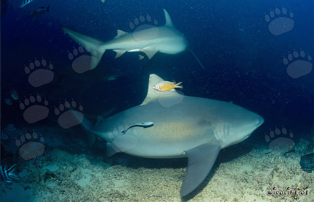 Encuentro fascinante: Dos imponentes tiburones toro en el borde del arrecife en Fiji