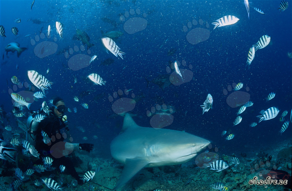 Bull Shark with Diver