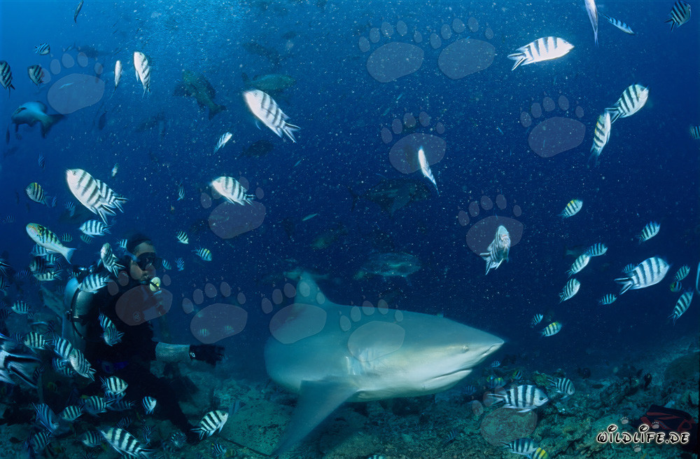 Bullenhai, Taucher und Indopazifische Sergeant Fische