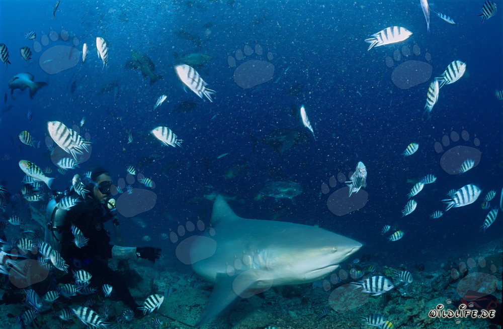 Requin bouledogue, plongeur et poissons sergents indo-pacifiques