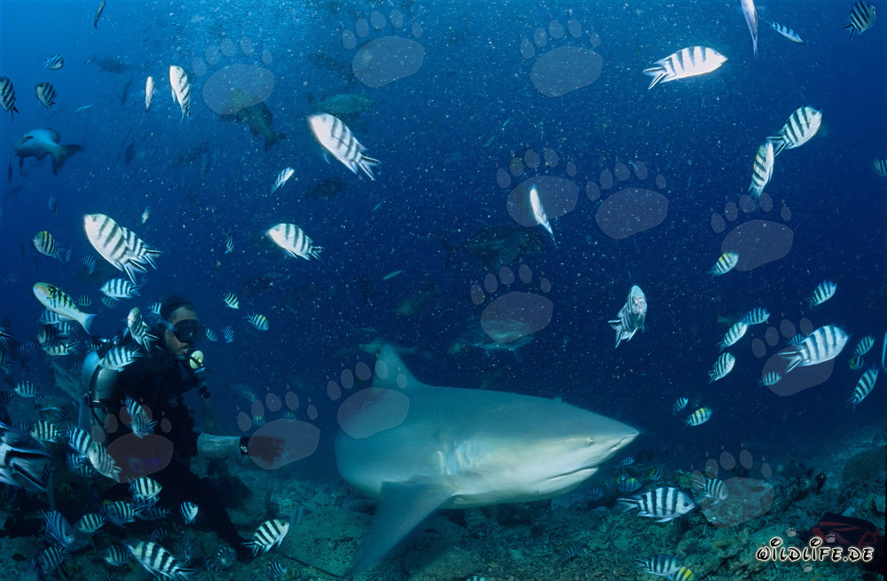 Squalo toro, subacqueo e pesci sergenti indopacifici