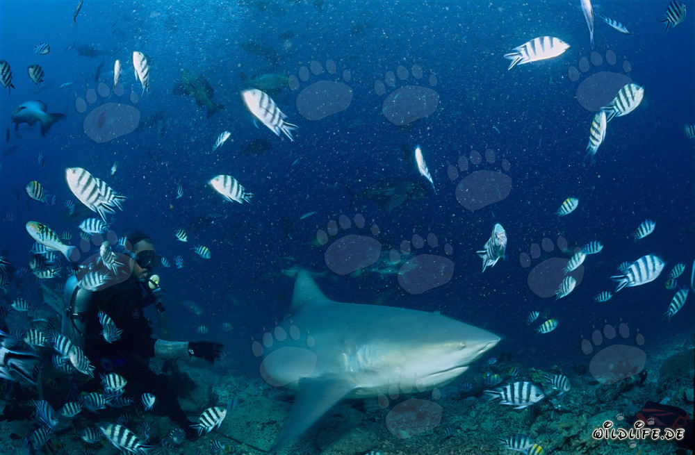 Tiburón toro, buceador y peces sargentos indo-pacíficos
