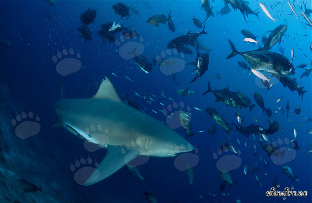 Requin taureau imposant entouré d'une multitude de carangues à grosse tête