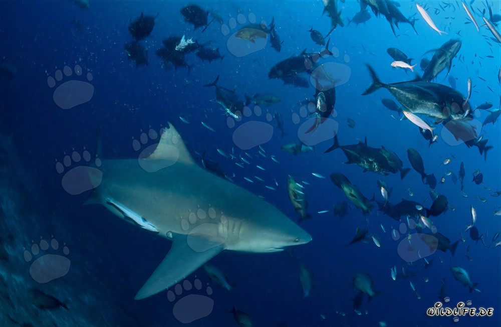 Imponente squalo toro circondato da una moltitudine di carangidi a testa grossa