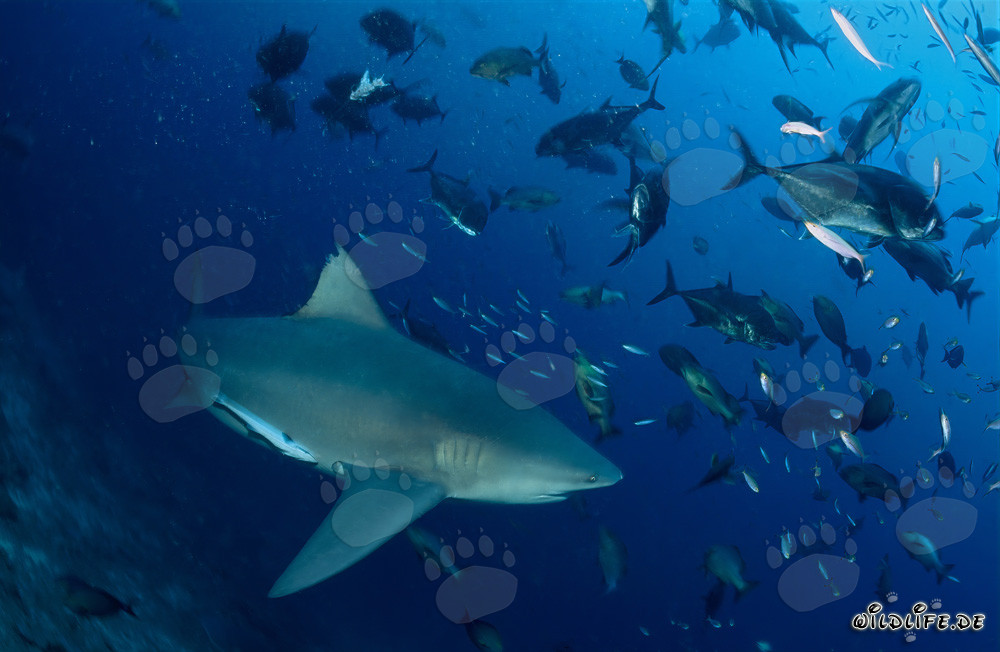 Impresionante tiburón toro rodeado de una gran cantidad de jureles de cabeza grande