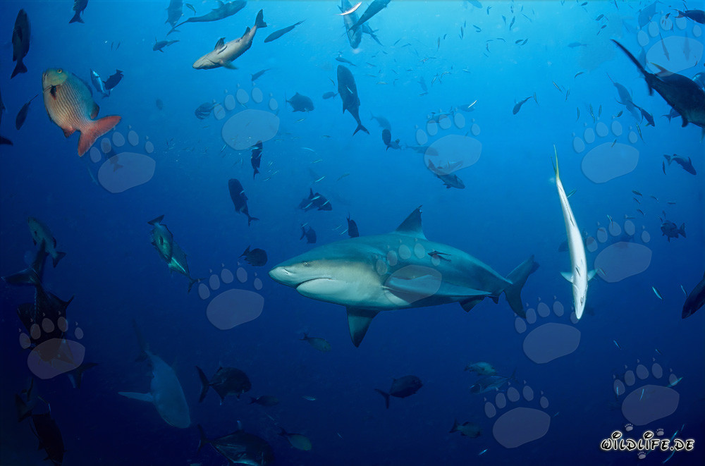 Requin taureau fascinant et diverses espèces de poissons dans l'océan