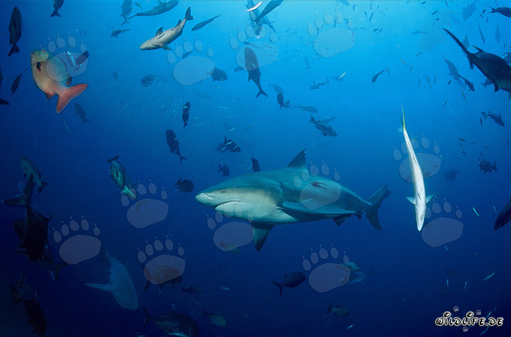 Affascinante squalo toro e varie specie di pesci nell'oceano