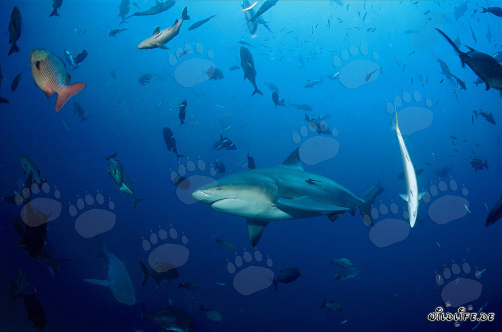 Fascinante tiburón toro y diversas especies de peces en el océano