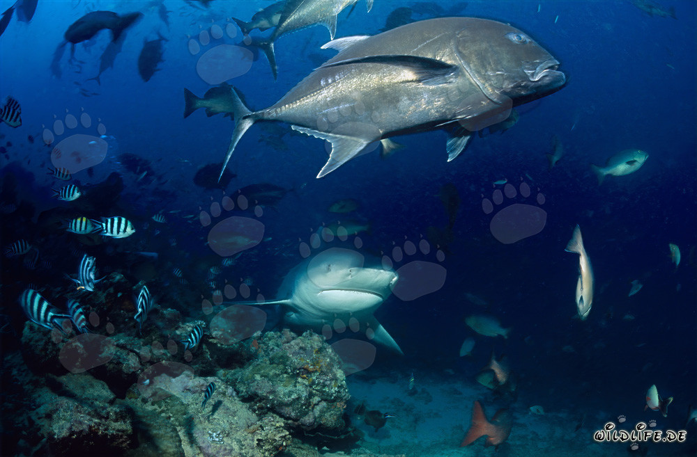 Bull Shark with large Giant Trevally