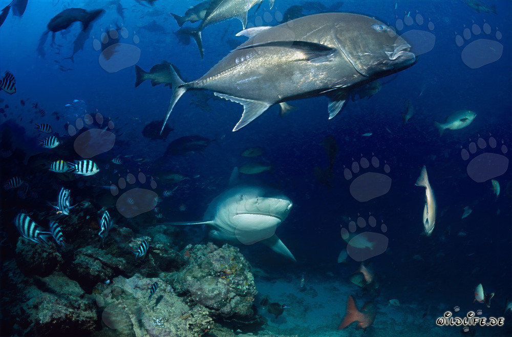 Requin bouledogue avec grande carangue à tête épaisse
