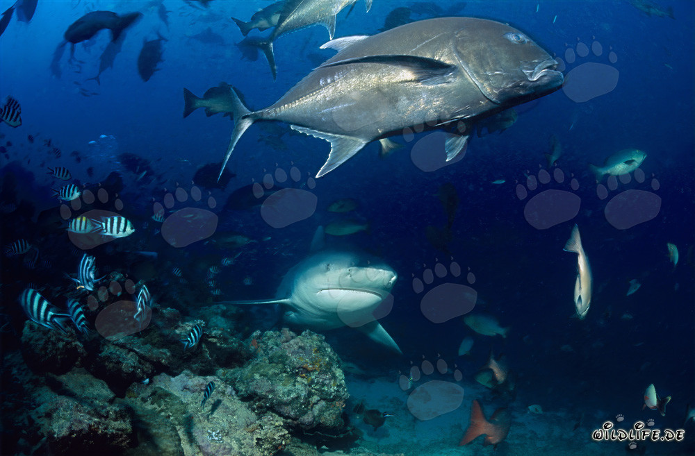 Tiburón toro con gran carángido de cabeza gruesa