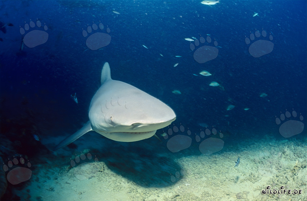Impressive bull shark swimming threateningly close