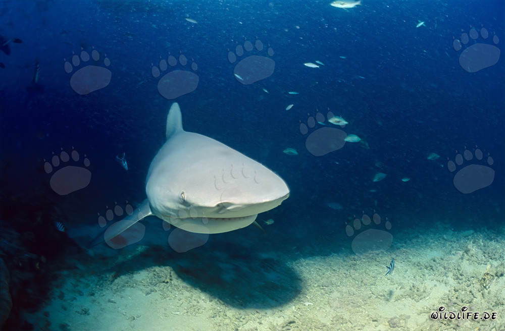 Imposanter Bullenhai schwimmt bedrohlich nah heran