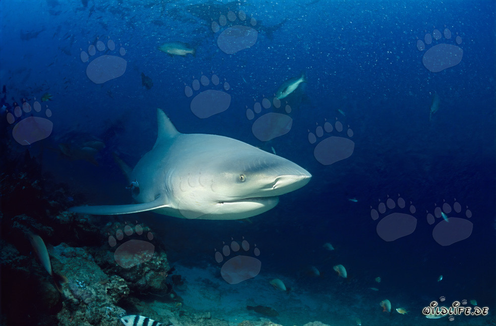 Imposanter Bullenhai taucht im Shark Reef der Beqa Lagune auf