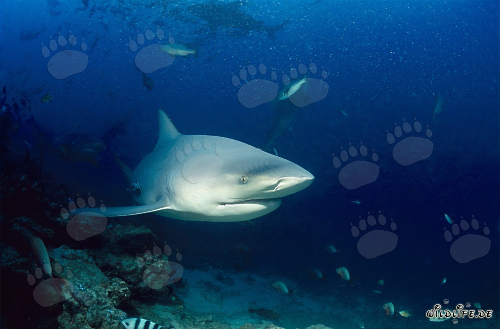 Impressionnant requin taureau apparaît dans le récif de requins de la lagune de Beqa
