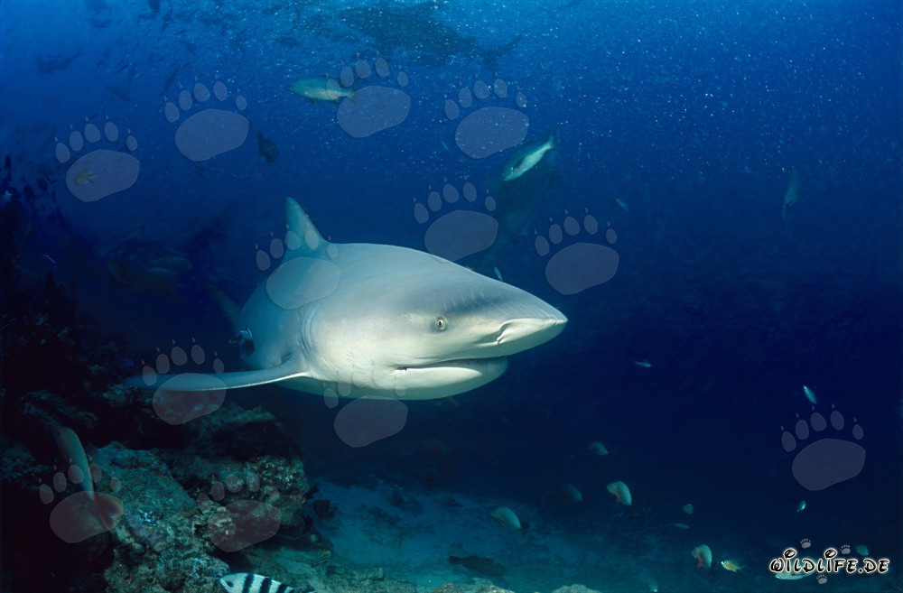 Impressionante squalo toro appare nella barriera corallina dello squalo della laguna di Beqa