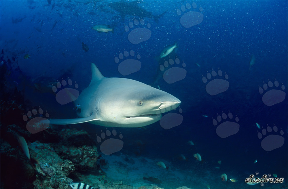 Impresionante tiburón toro aparece en el arrecife de tiburones de la laguna de Beqa