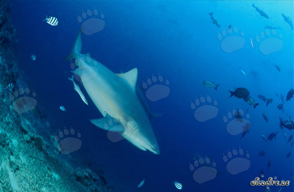 Fascinating Bull Shark in the Depths of Shark Reef, Beqa Lagoon