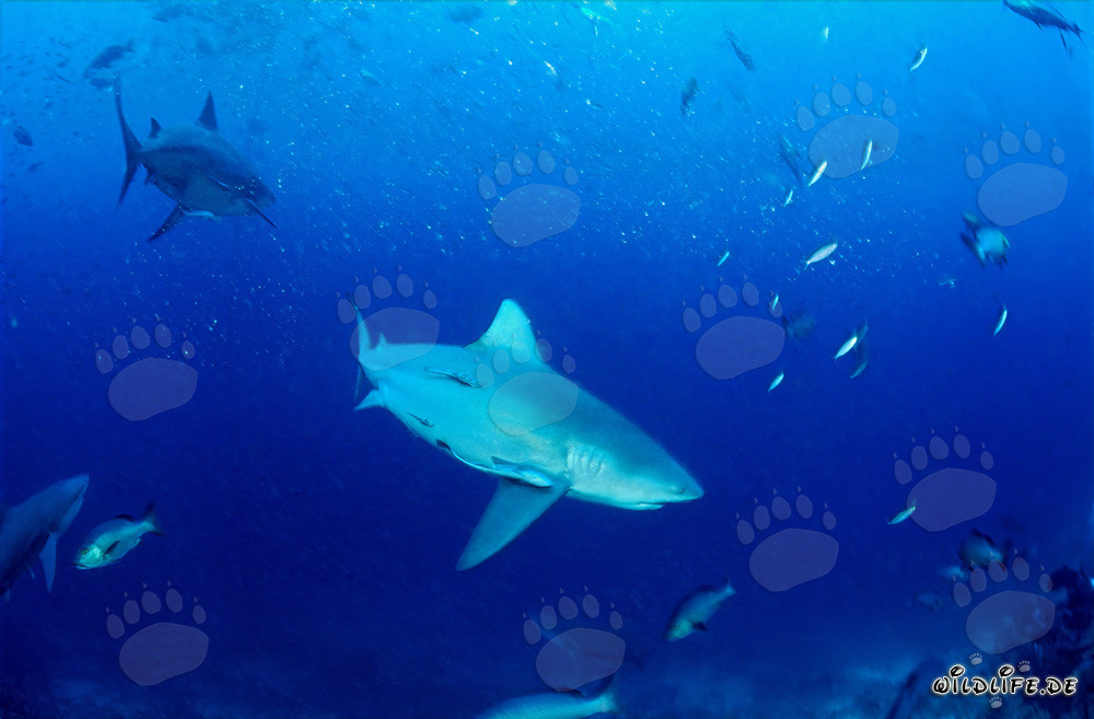 Fascinating bull sharks spotted in the open sea near the Beqa Reef