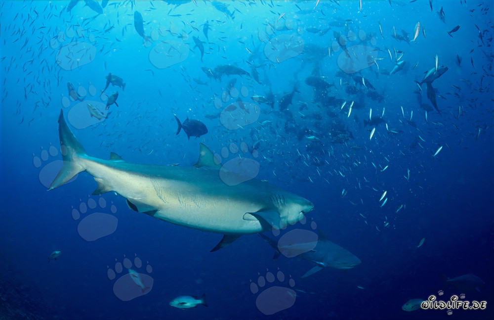 Bull Sharks (Carcharhinus leucas)