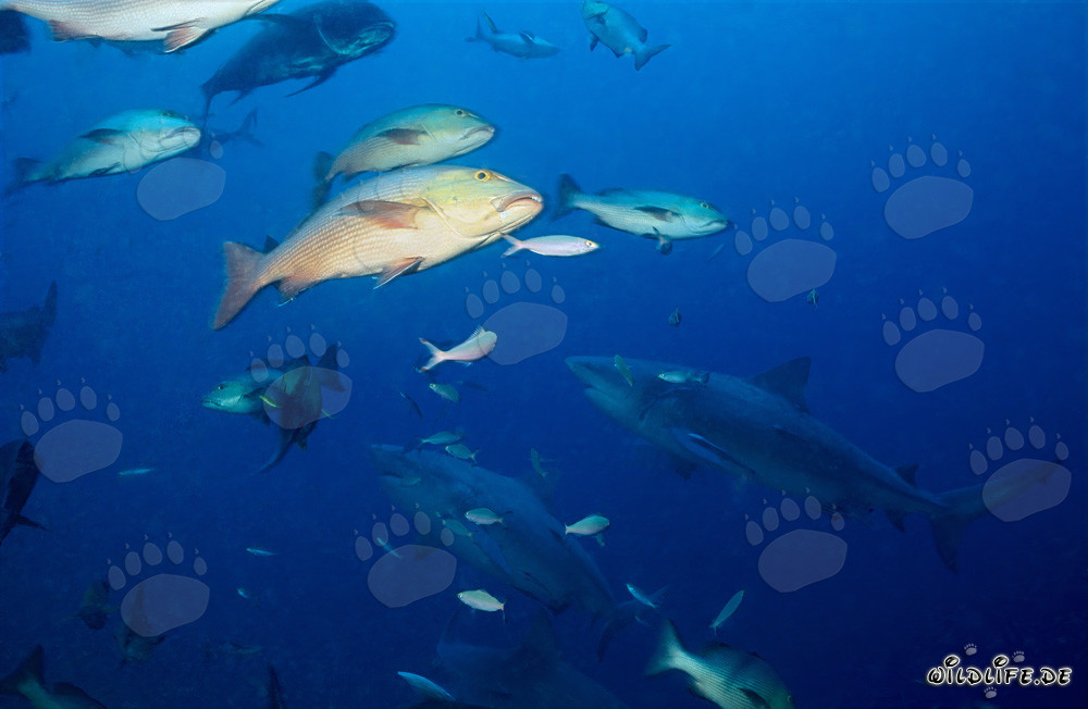 Fascinating Bull Sharks in front of Colorful Coral Reef
