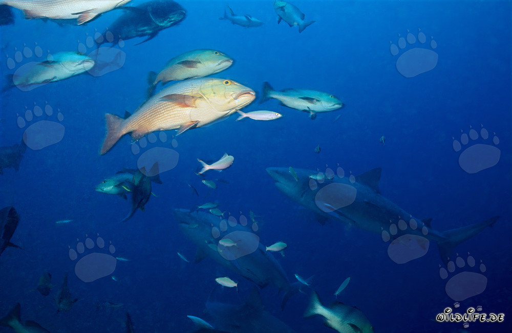 Requins taureaux fascinants devant un récif corallien coloré