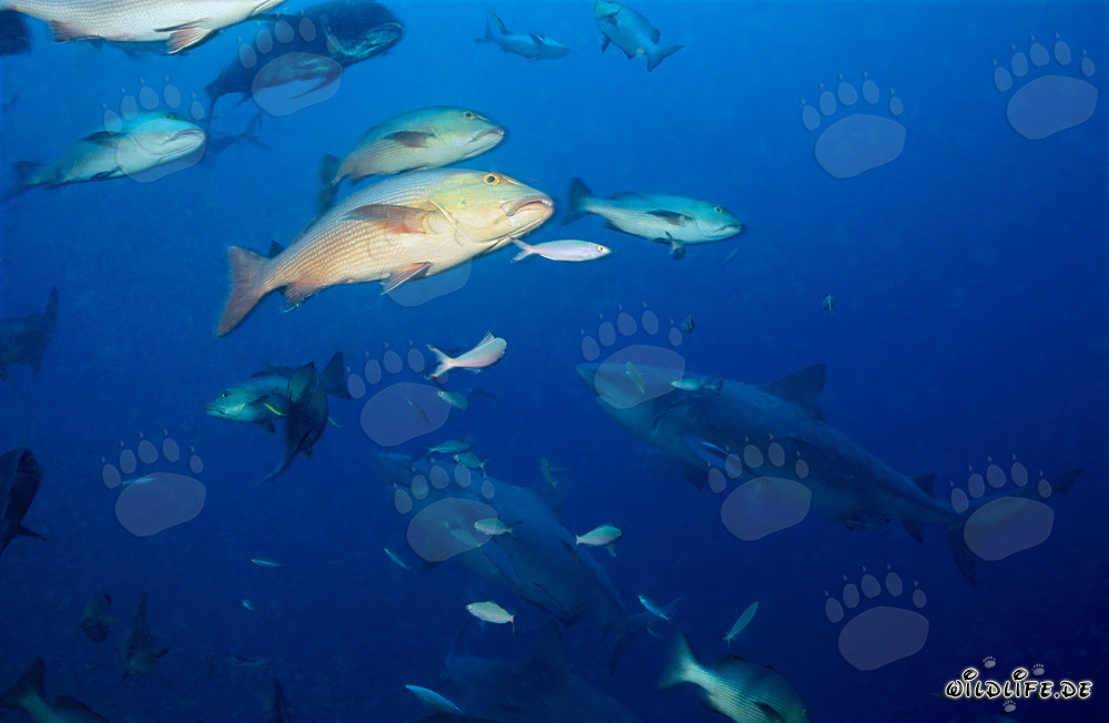 Affascinanti squali toro davanti a un colorato reef di corallo