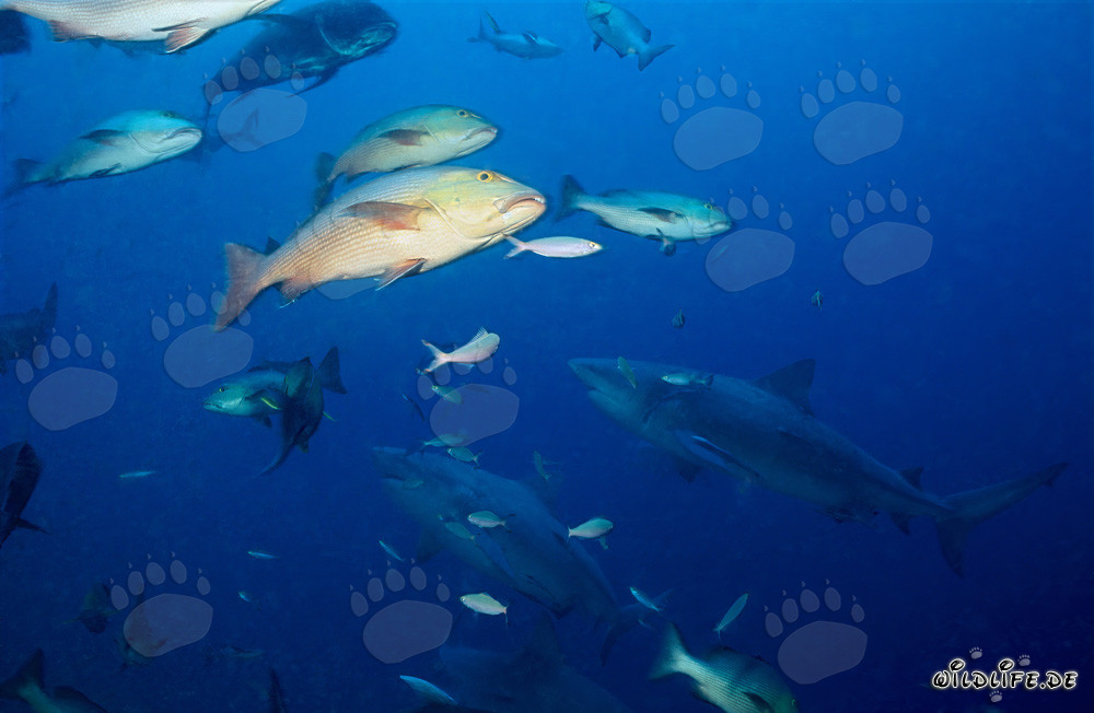 Fascinantes tiburones toro frente a un arrecife de coral colorido