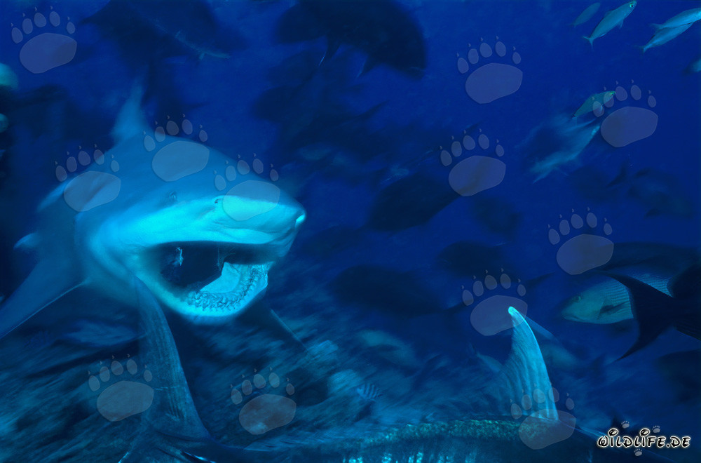 Bull Shark - Fascinating Resident of Tropical Waters