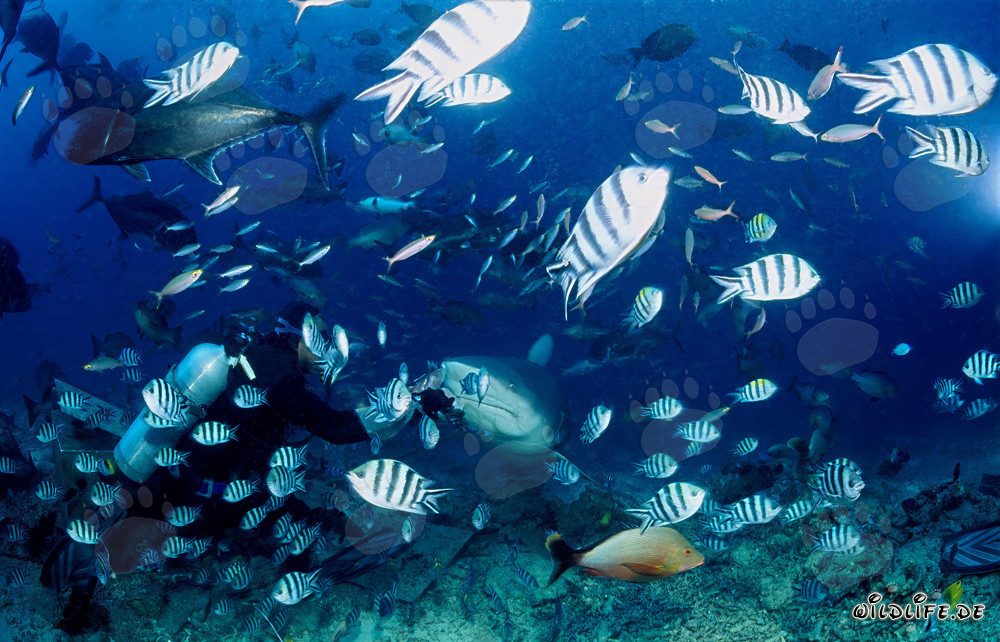 Rencontre fascinante : requin taureau, plongeur et une variété de poissons de récif