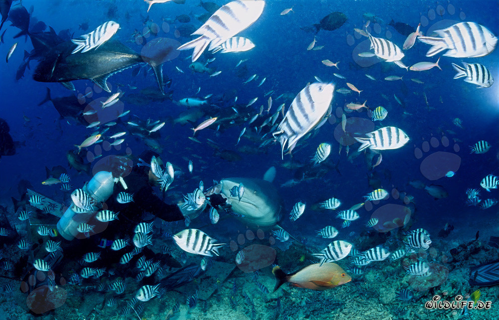 Incontro affascinante: squalo toro, subacqueo e una varietà di pesci di barriera