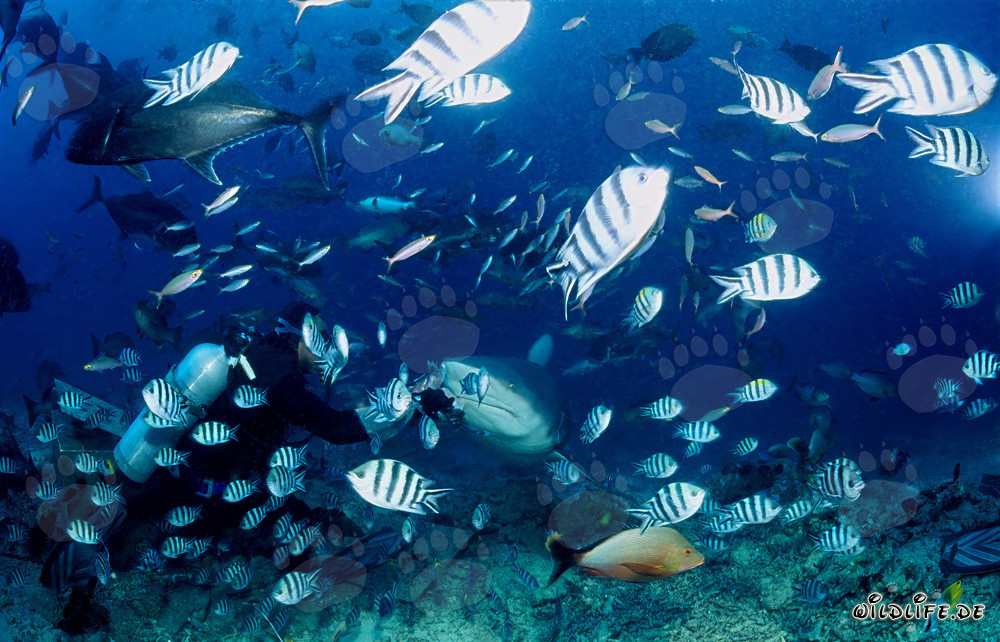 Encuentro fascinante: tiburón toro, buceador y una variedad de peces de arrecife