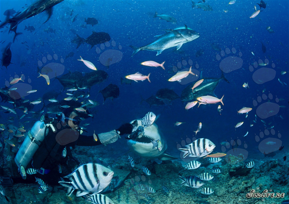 Encuentro fascinante: buceador e imponente tiburón toro en Beqa Lagoon, Fiji