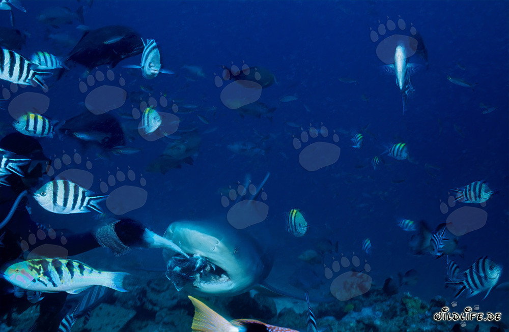 Bull Shark – Majesty of the Seas with Colorful Reef Fish