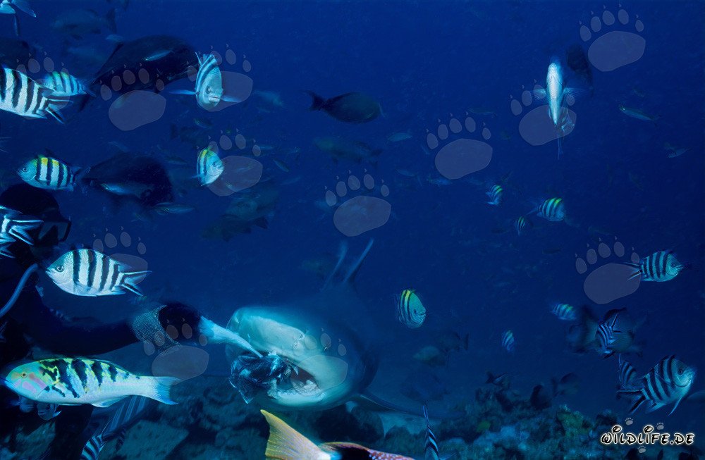 Requin taureau - Majesté des mers avec des poissons coralliens colorés