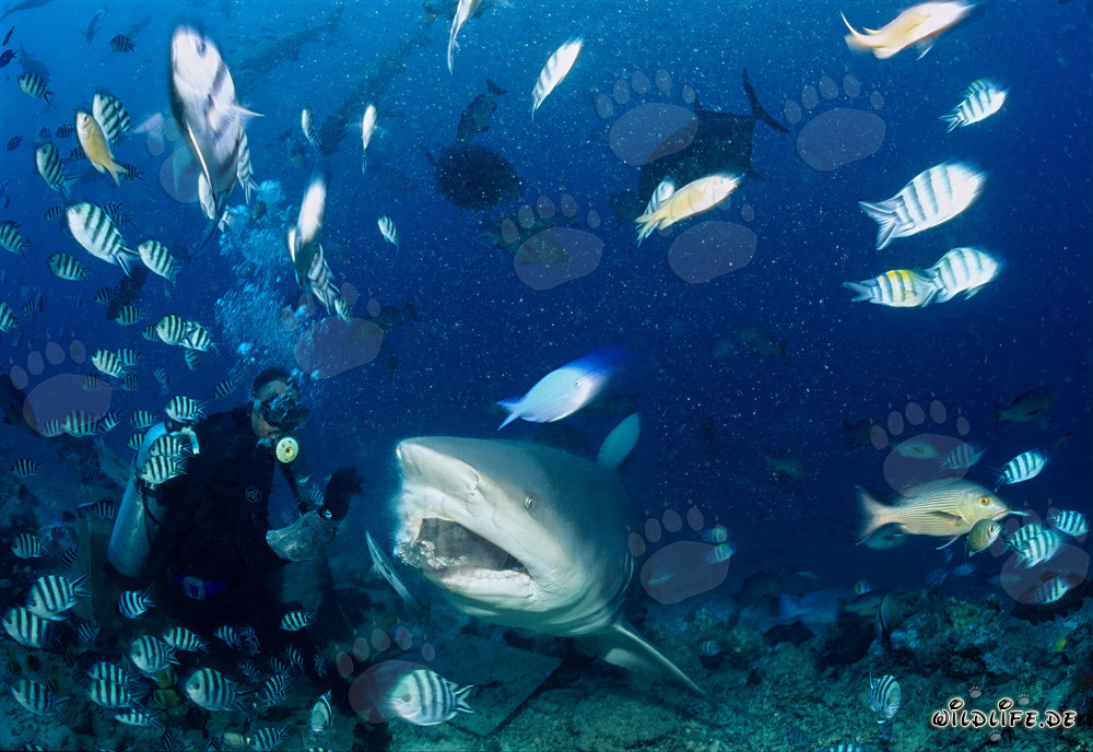 Bull shark grabs the fish bait in Beqa Lagoon in Fiji