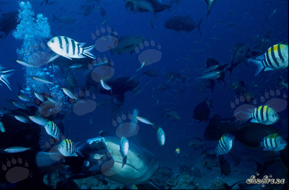 Majestic Bull Shark surrounded by Fusiliers and Indo-Pacific Sergeant Fish