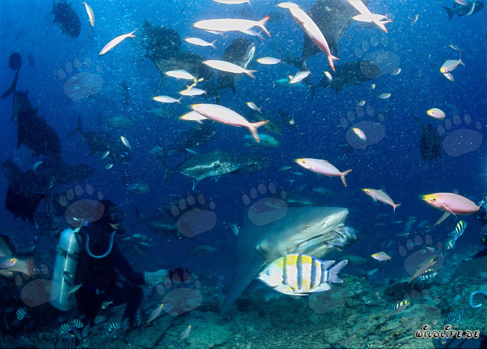 Bull shark grabs the fish bait and disappears into the reef
