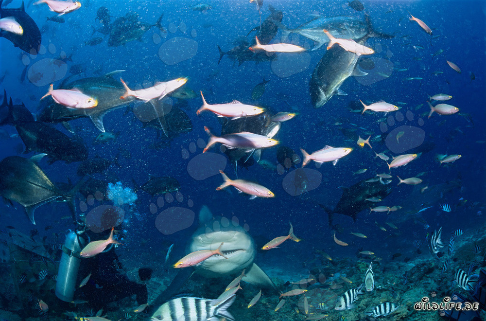 Impressive Encounter: Bull Shark and Diver in Beqa Lagoon